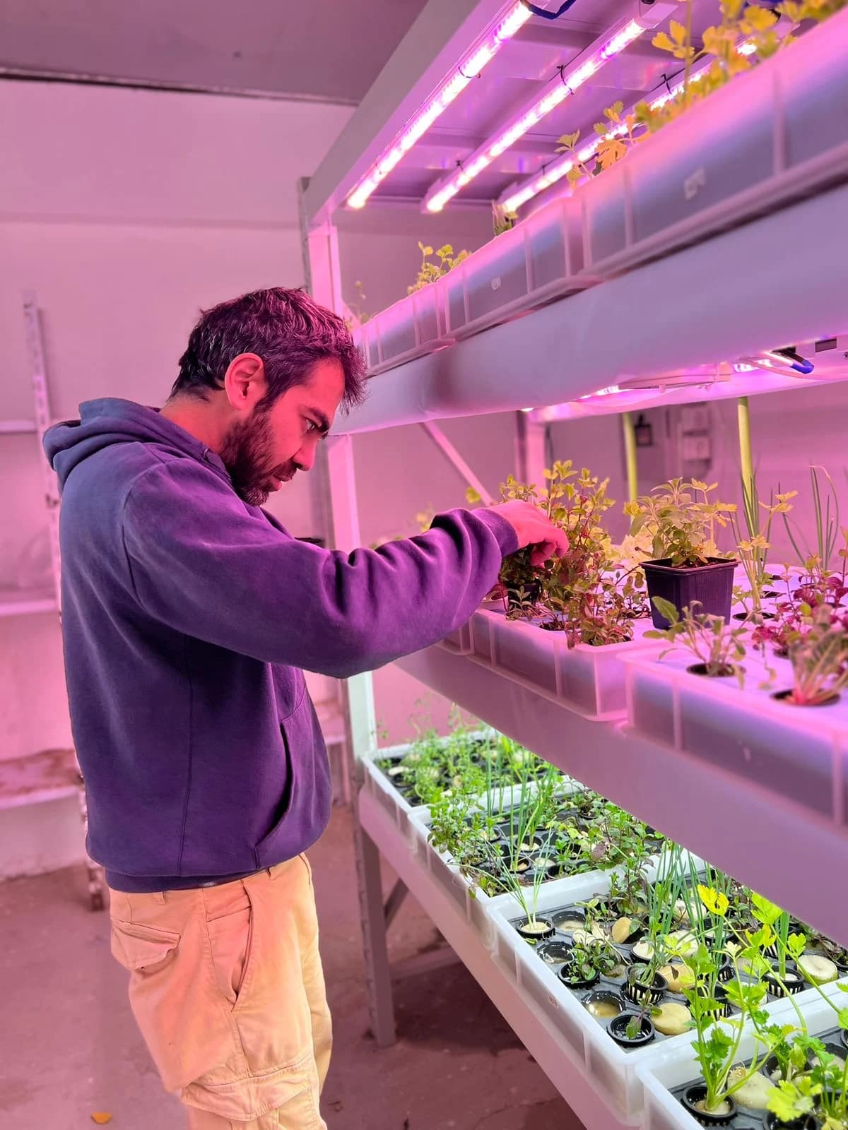 أحد أعضاء فريق iPlant يفحص النباتات خلال تجربة زراعة متحكَّم بها.